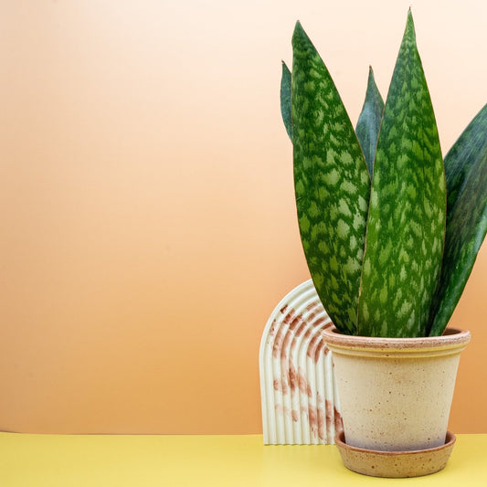 Sansevieria Jamaiquina Queen, silbrige Streifen – potflourri