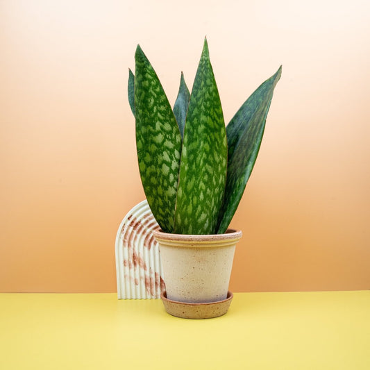 Sansevieria Jamaiquina Queen, silbrige Streifen – potflourri