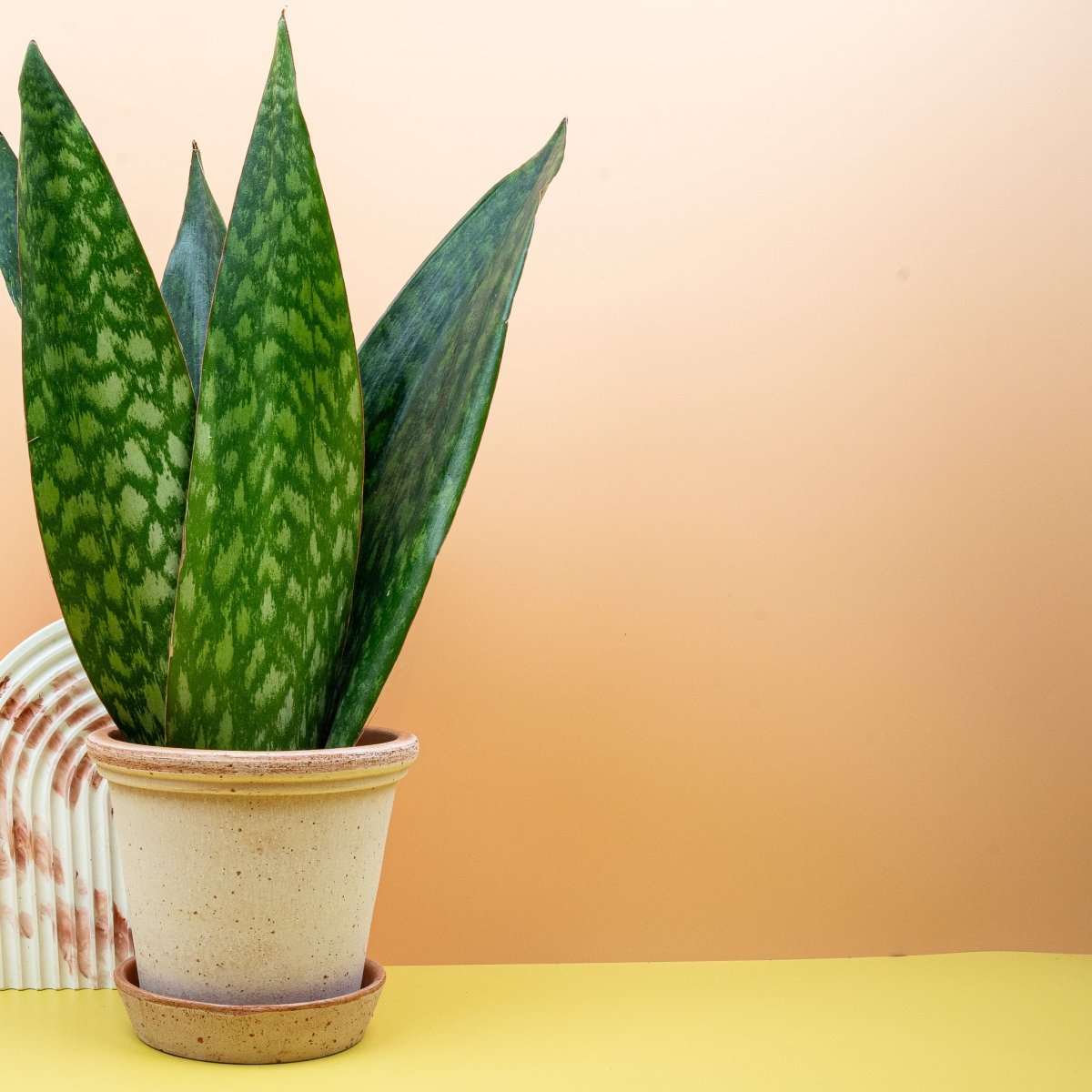 Sansevieria Jamaiquina Queen, minimalistische Optik