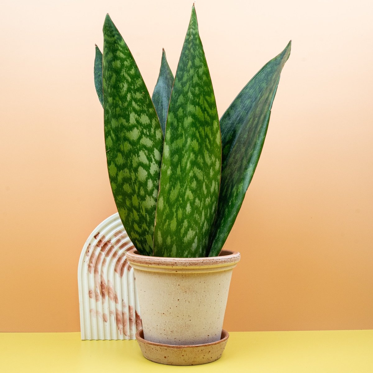 Sansevieria Jamaiquina Queen im Topf