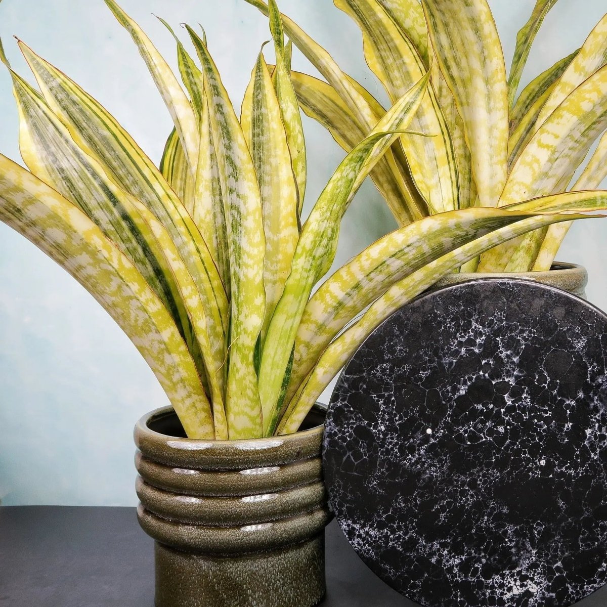 Robuste Sansevieria Lauren für Büro und Zuhause