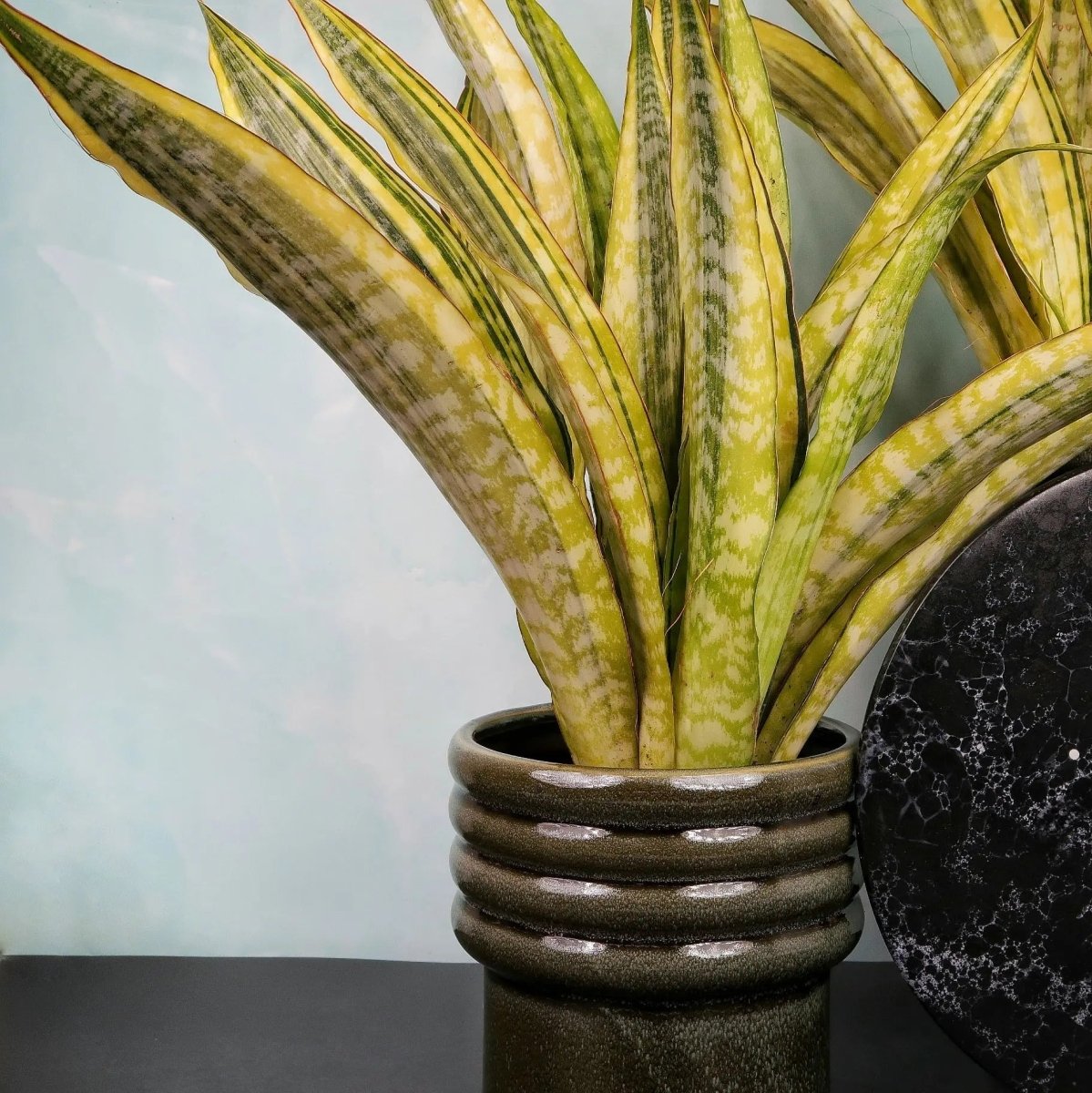Sansevieria Lauren – schlanke, aufrecht wachsende Blätter