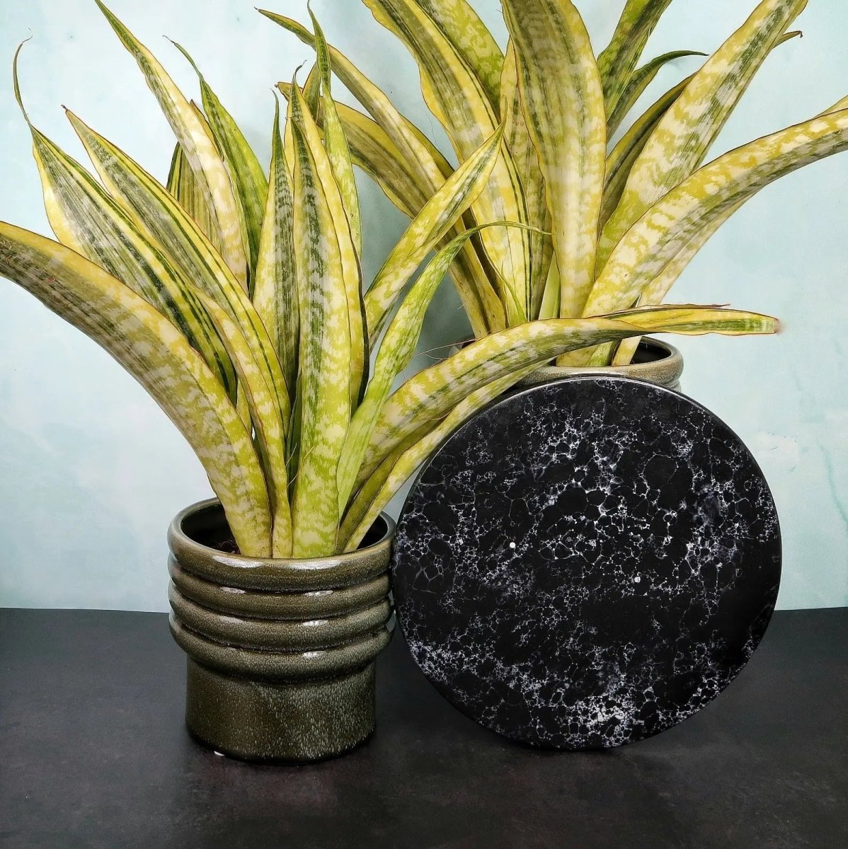 Sansevieria Lauren – pflegeleichte Zimmerpflanze – potflourri