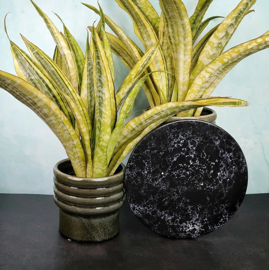 Sansevieria Lauren – pflegeleichte Zimmerpflanze – potflourri