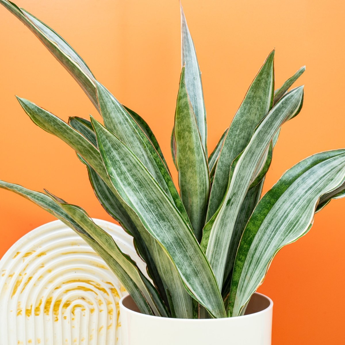 Sansevieria Marlowe, Blattstruktur im Detail