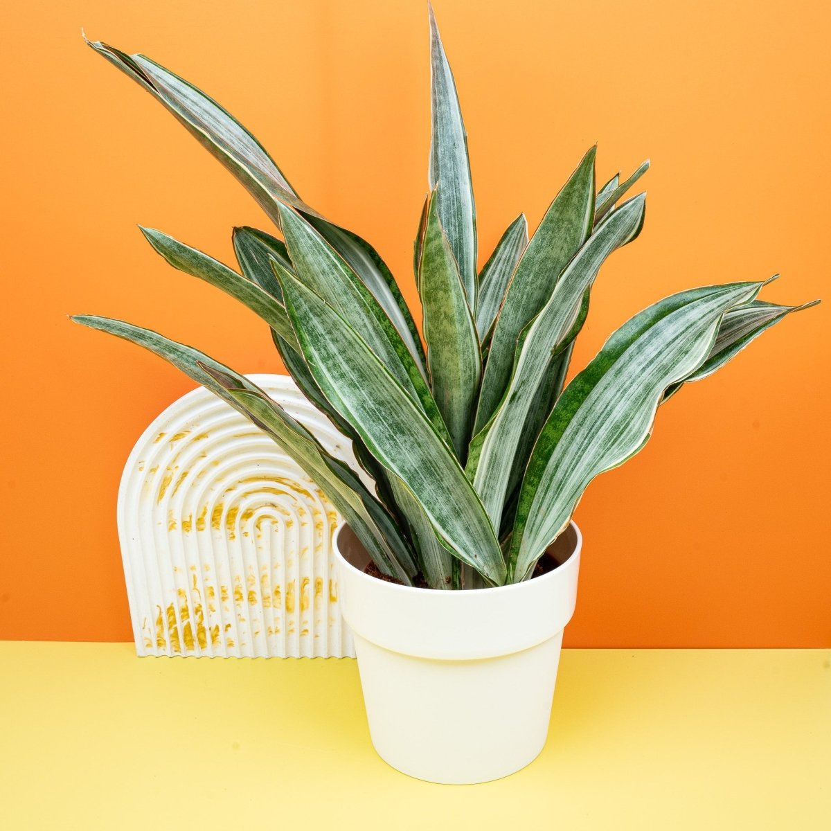 Sansevieria Marlowe, pflegeleichte Zimmerpflanze
