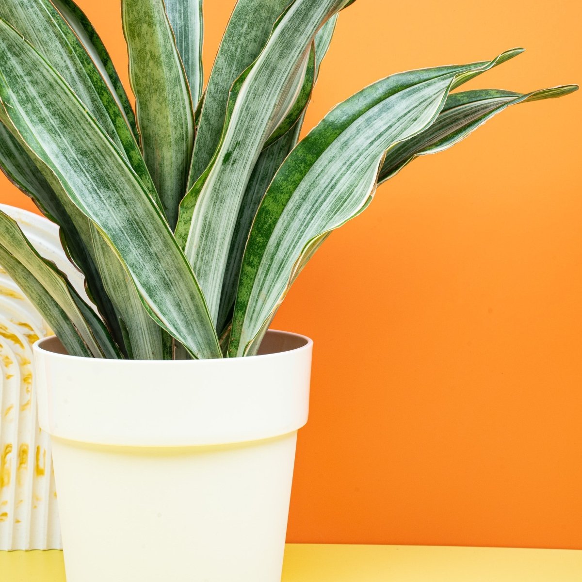 Sansevieria Marlowe mit grünem gemustertem Blattrand