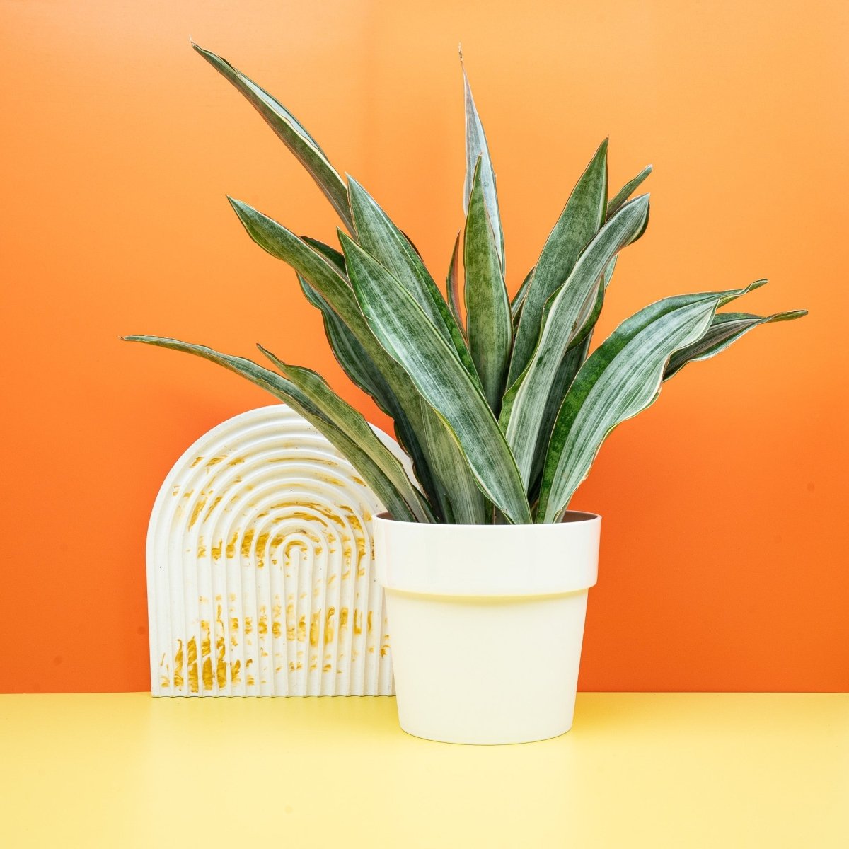 Sansevieria Marlowe, weiße und silbrige Blatttöne – potflourri