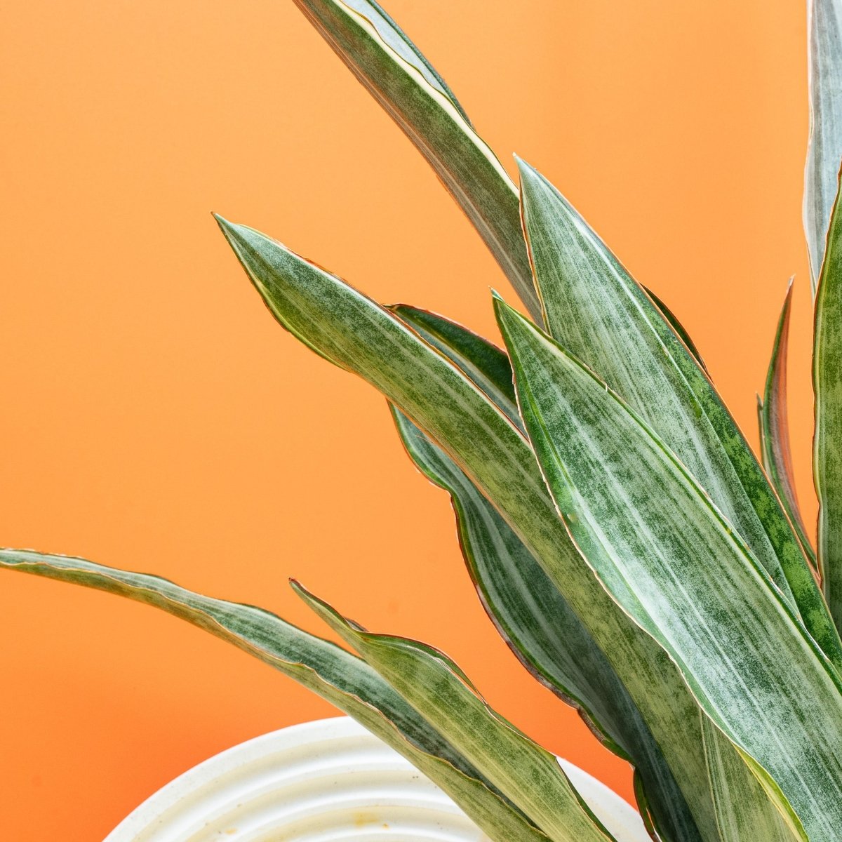 Sansevieria Marlowe, Gesamtansicht der Pflanze