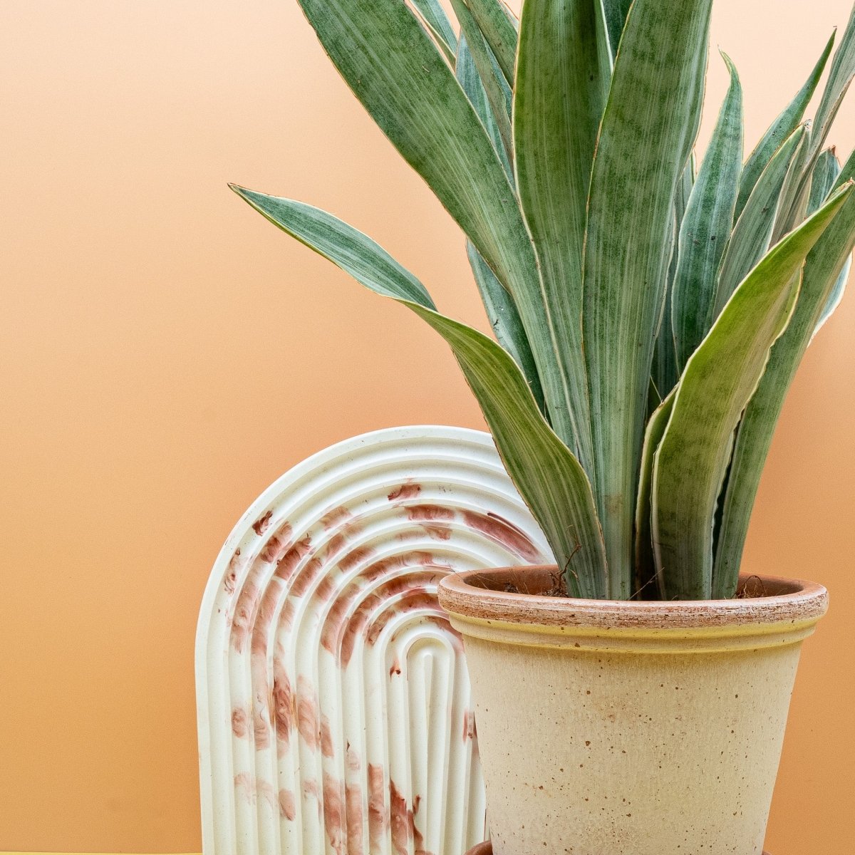 Sansevieria Metallica – natürliche Schönheit