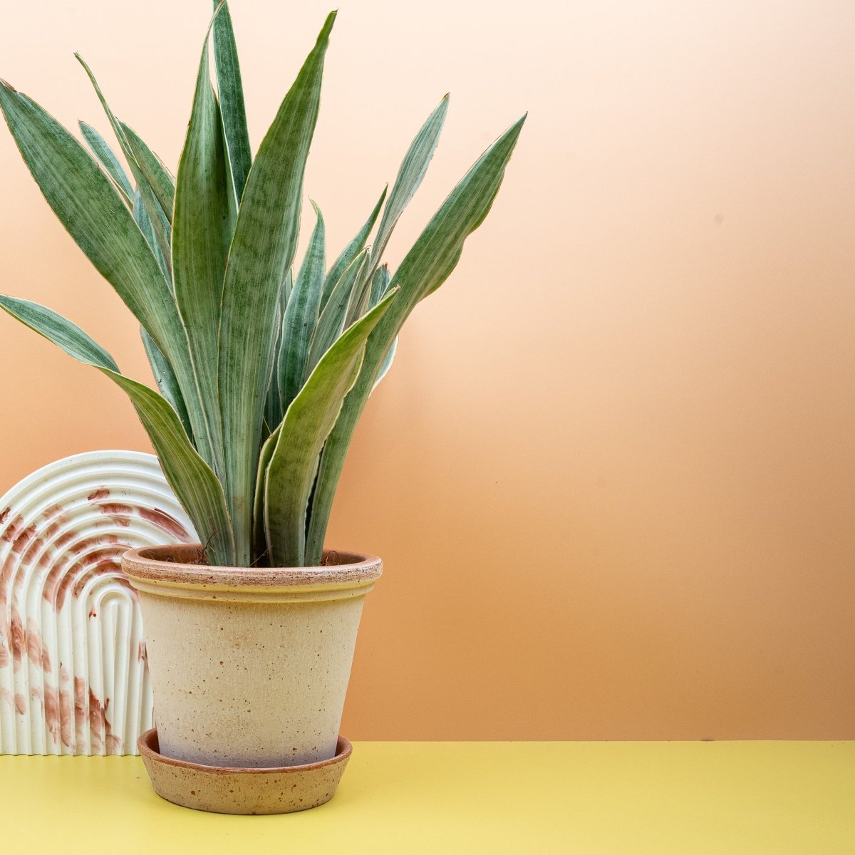 Sansevieria Metallica, robuste aufrechte Blätter