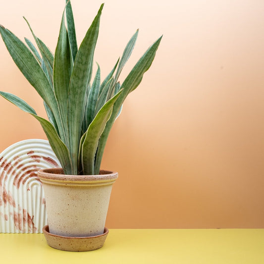 Sansevieria Metallica – Bogenhanf mit metallischem Glanz – potflourri