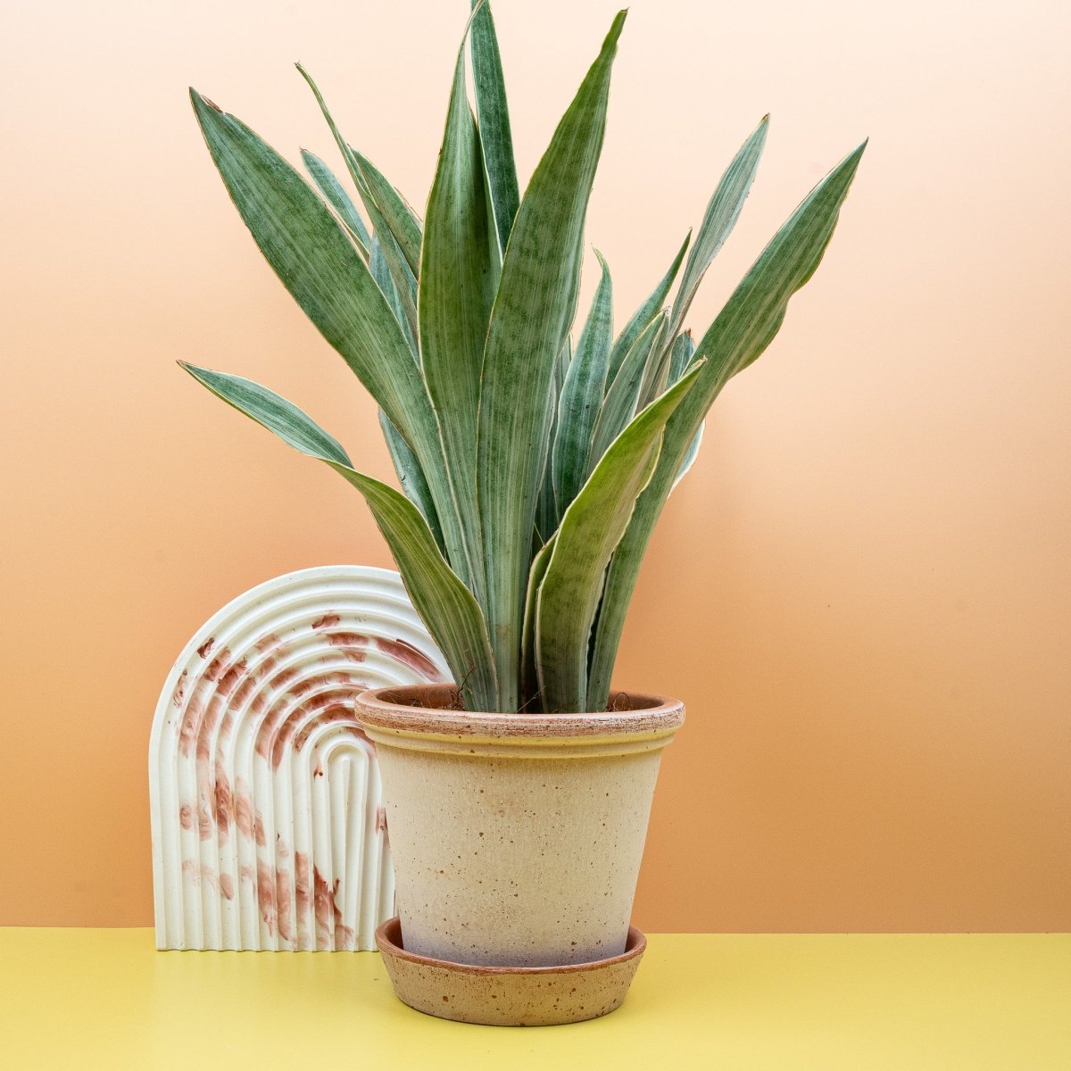 Sansevieria Metallica, anspruchslose Pflege