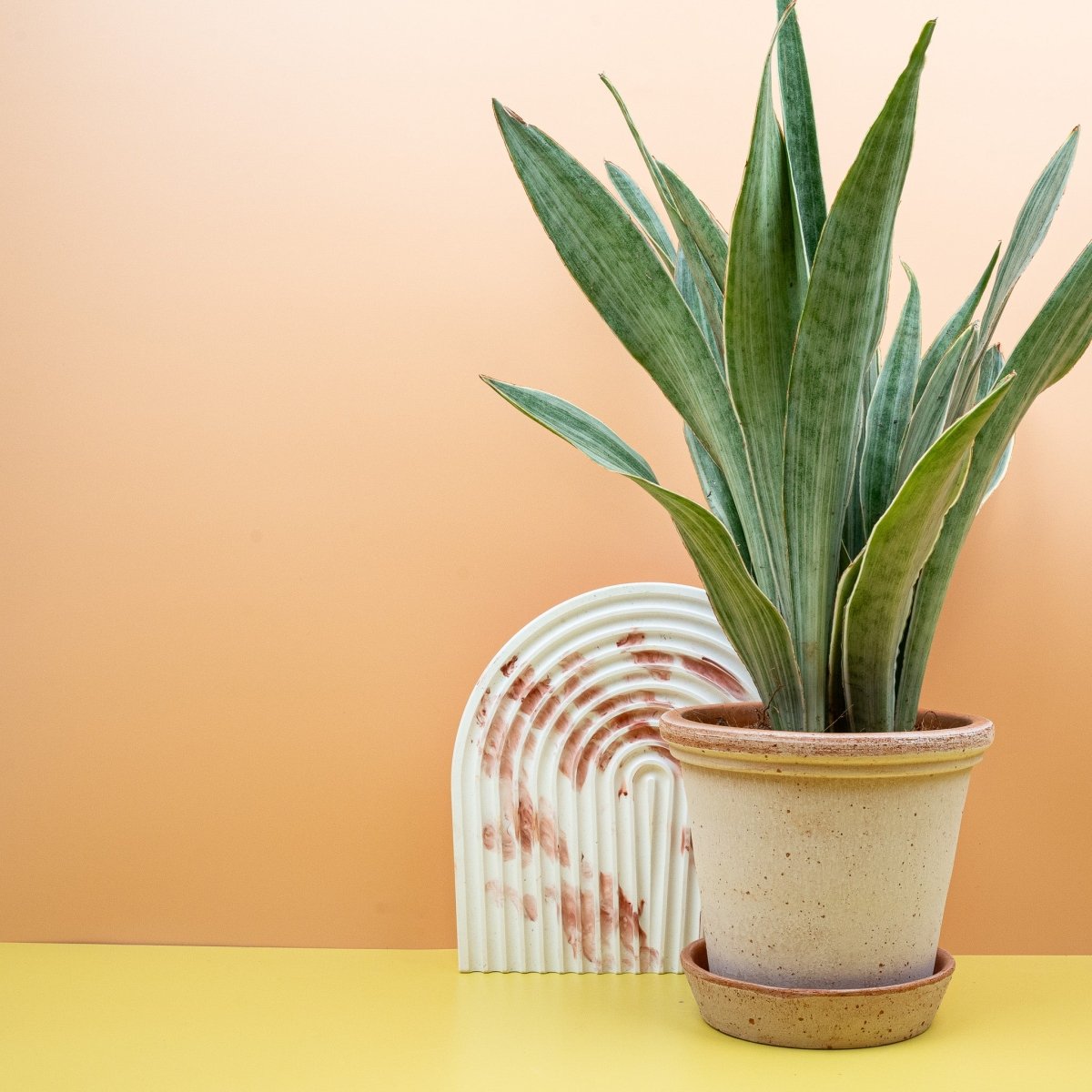Sansevieria Metallica – unverwechselbare Eleganz