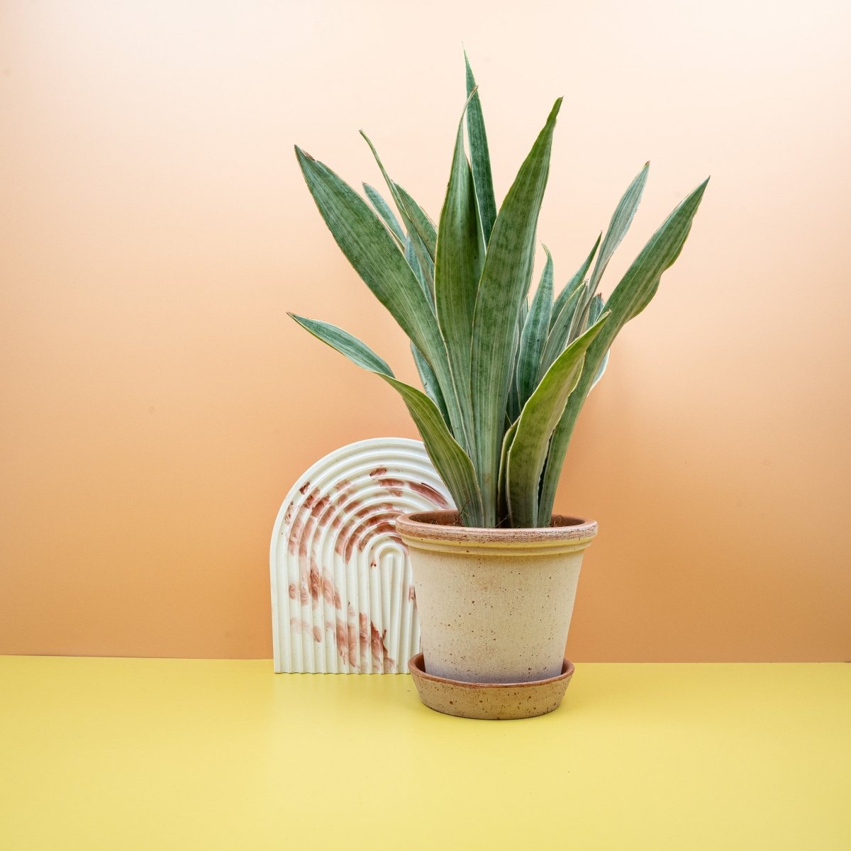 Sansevieria Metallica – Bogenhanf mit metallischem Glanz – potflourri