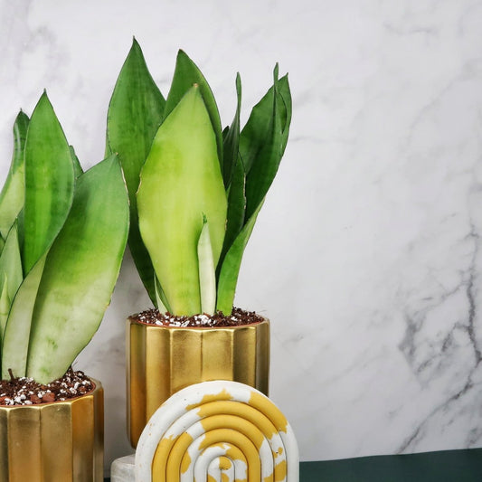 Sansevieria Moonshine – Bogenhanf mit silbrig-grünem Blattwerk – potflourri