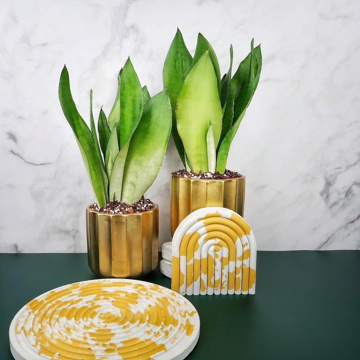 Sansevieria Moonshine – Bogenhanf mit silbrig-grünem Blattwerk – potflourri
