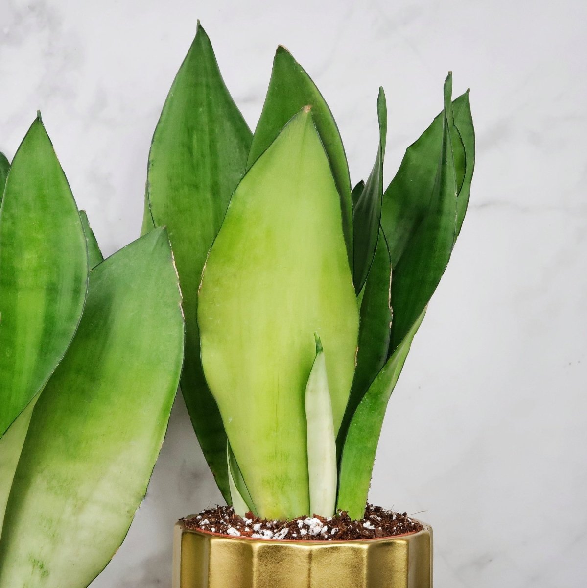 Sansevieria Moonshine im Kulturtopf, Dracaena trifasciata Moonshine – potflourri