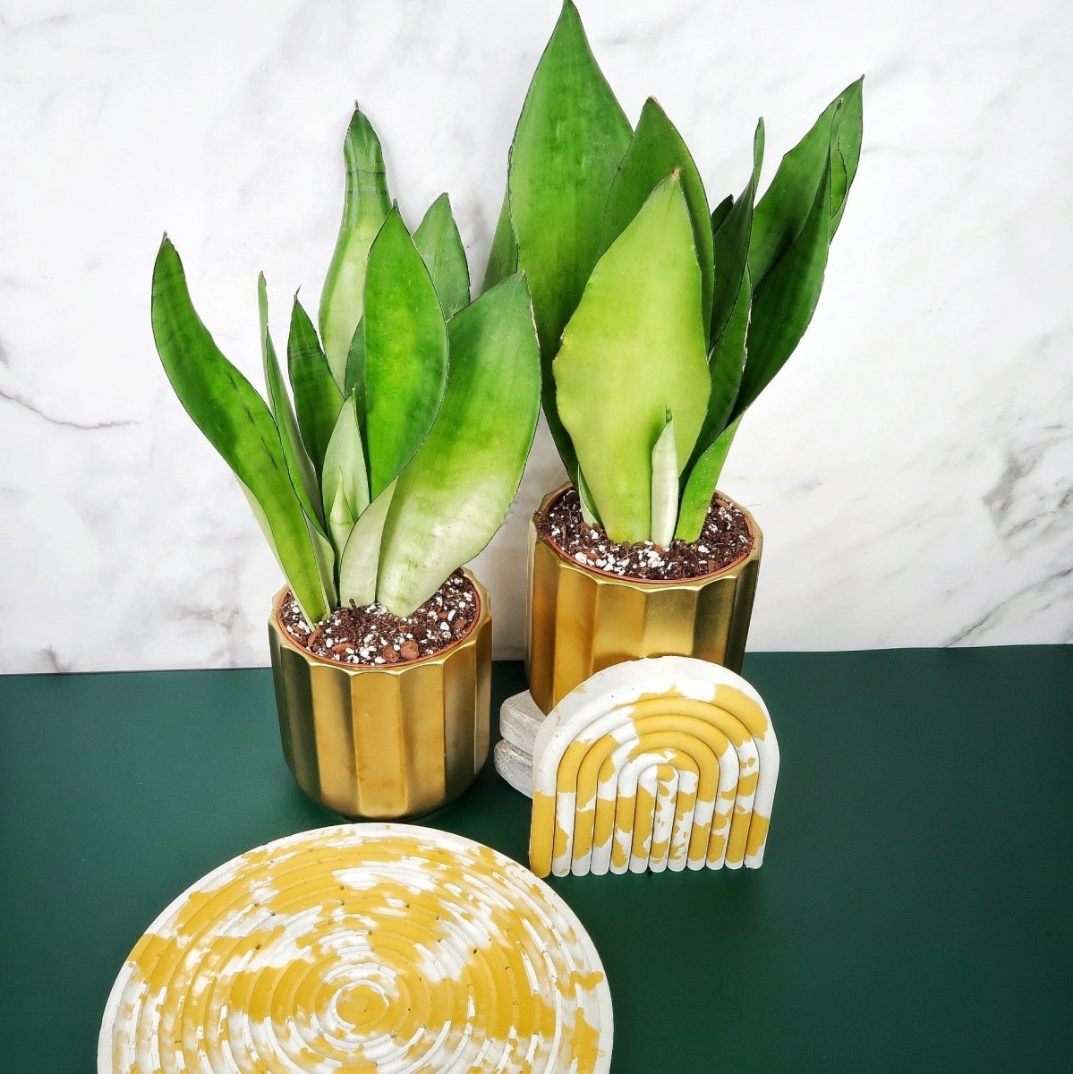 Sansevieria Moonshine – helles Silbergrün ohne Querbänderung – potflourri