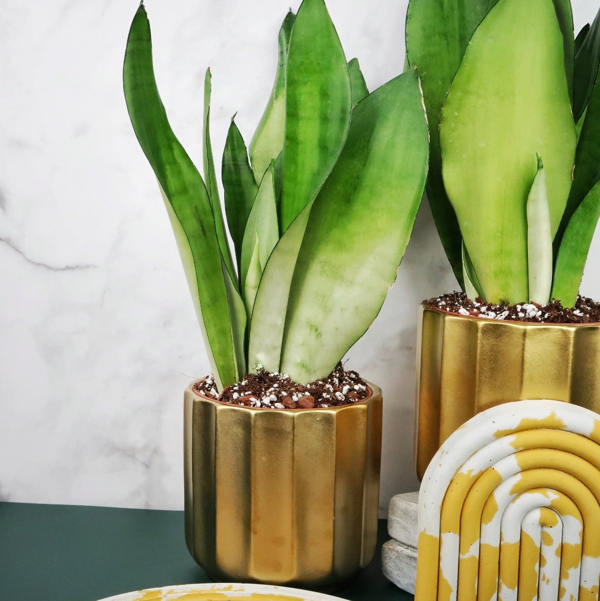 Sansevieria Moonshine – silbergrüne Blätter in aufrechter Rosette – potflourri