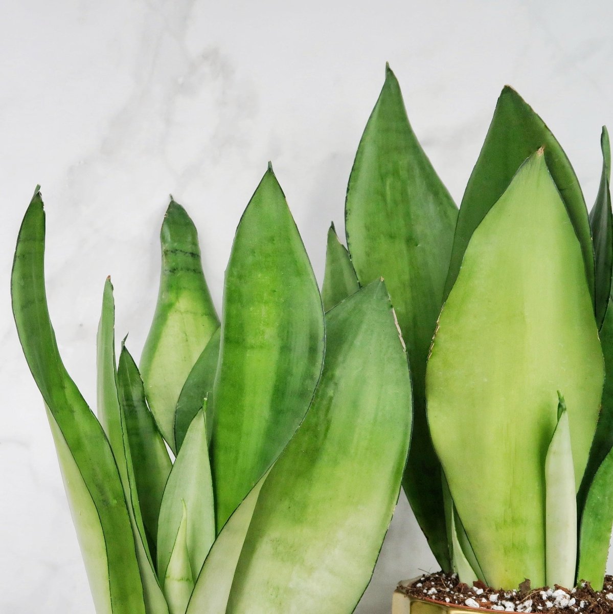 Sansevieria Moonshine – glatte, wachsig überzogene Blattoberfläche – potflourri