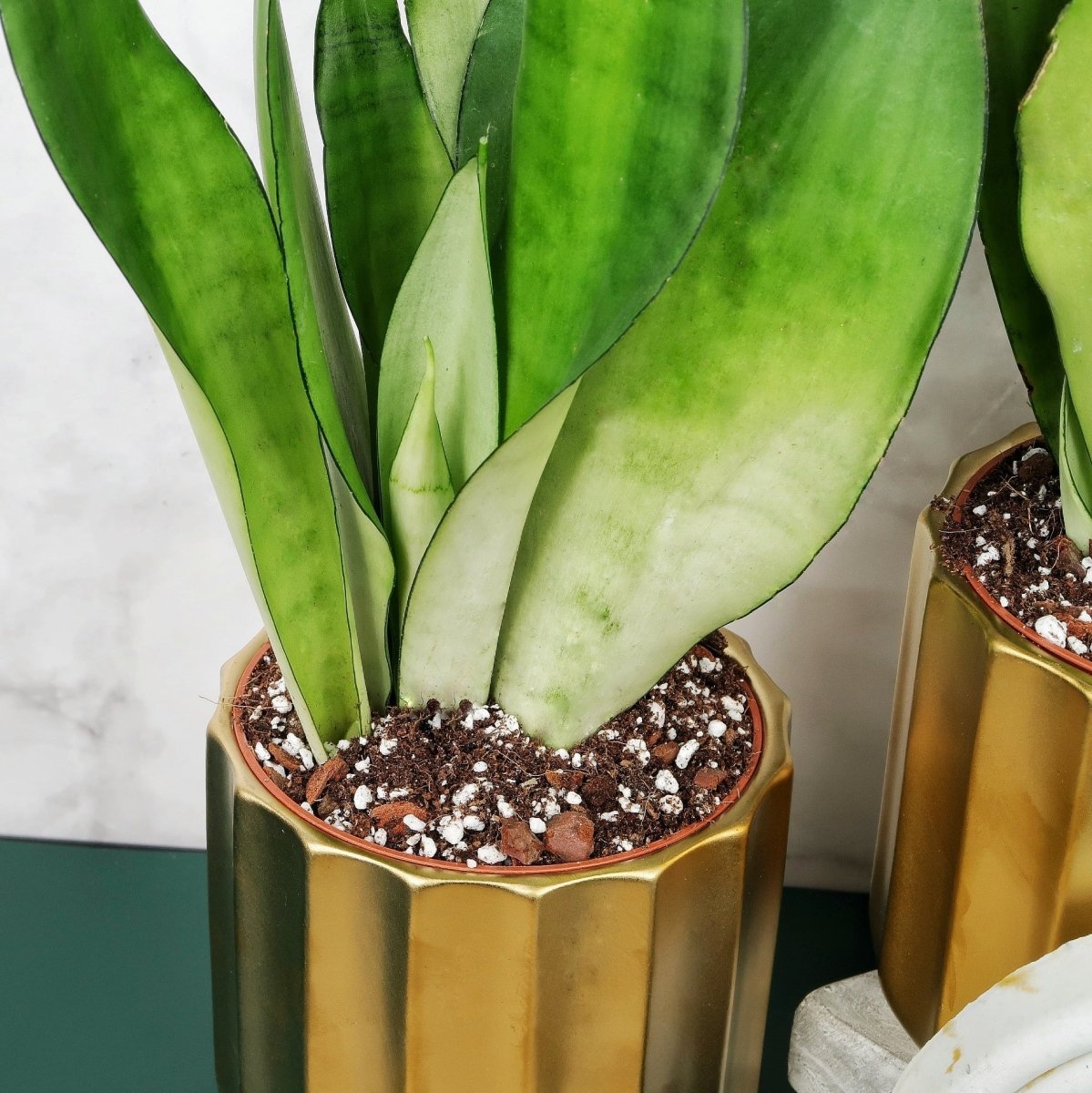Sansevieria Moonshine – breit lanzettliches Blatt mit dunklem Rand – potflourri