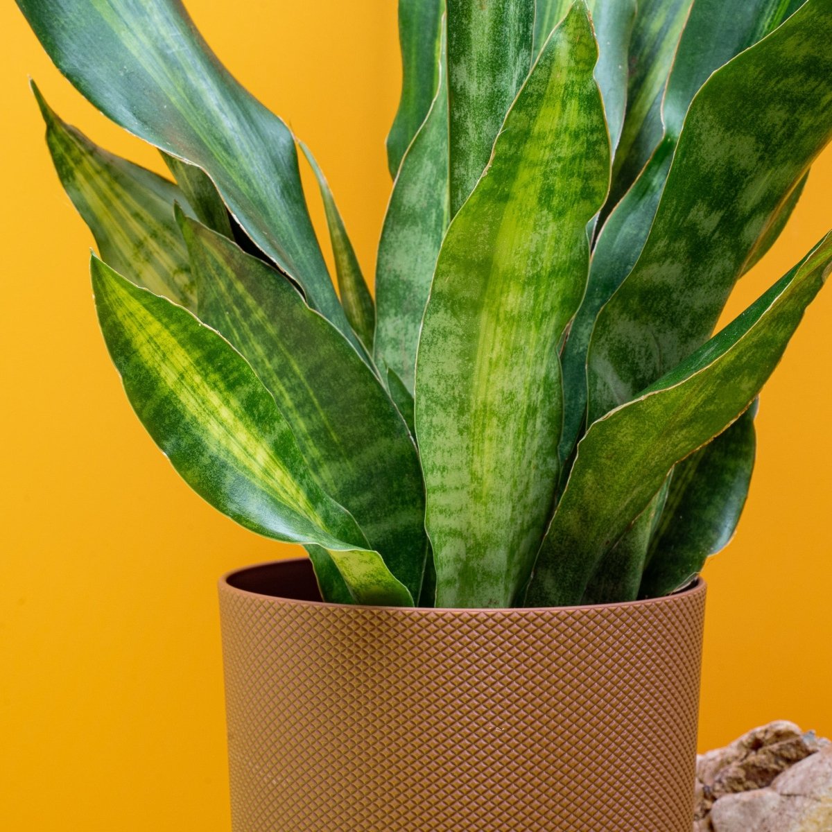 Sansevieria Nite Lite, schlanke aufrechte Blätter