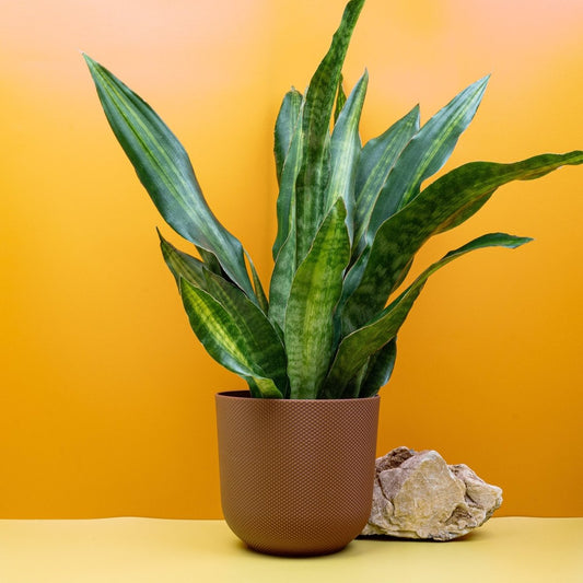 Sansevieria Nite Lite, tiefgrüne Blätter mit gelben Streifen – potflourri