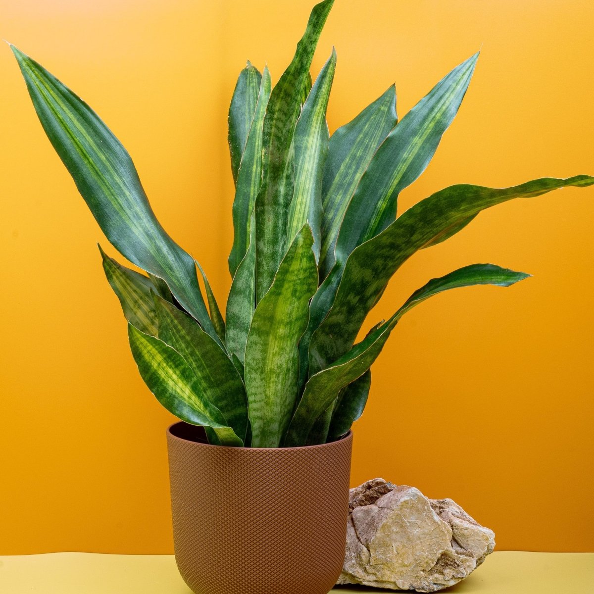 Sansevieria Nite Lite, moderne Zimmerpflanze