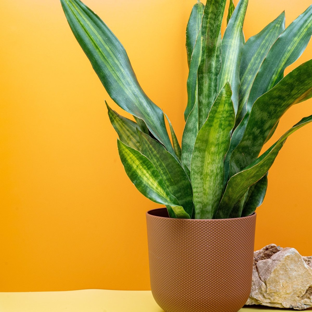 Sansevieria Nite Lite, kontrastreiche Blattzeichnung im Detail