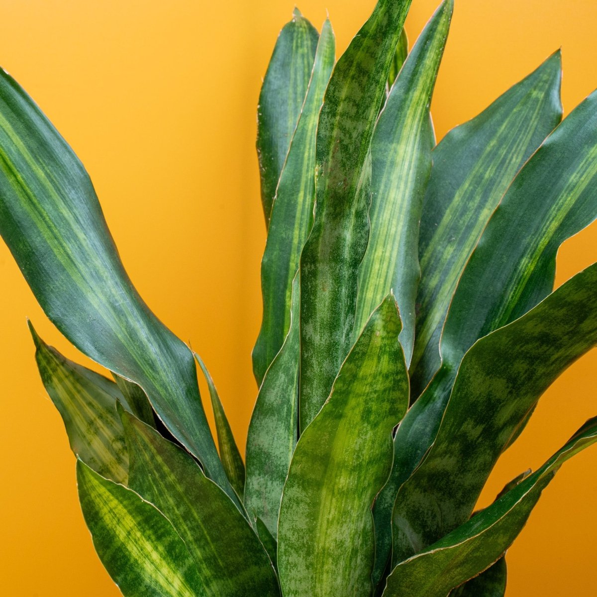 Sansevieria Nite Lite, Gesamtansicht der Pflanze