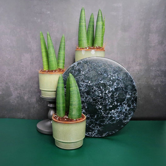 Sansevieria Rhino – Bogenhanf mit dunkelgrünen Streifen – potflourri