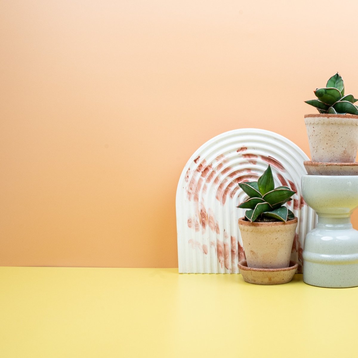 Sansevieria Samurai, spitz zulaufende Blätter