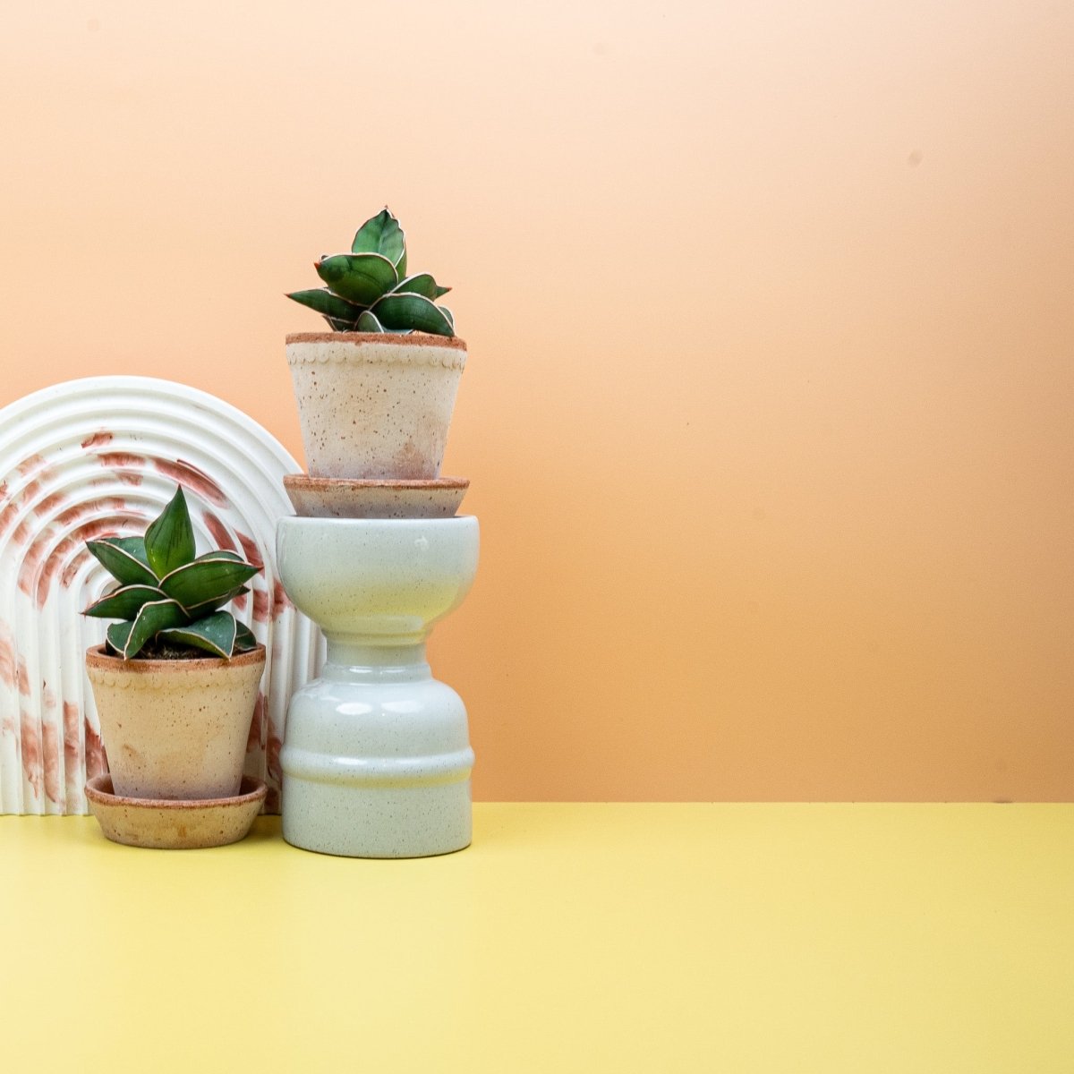 Sansevieria Samurai, kompakter Wuchs