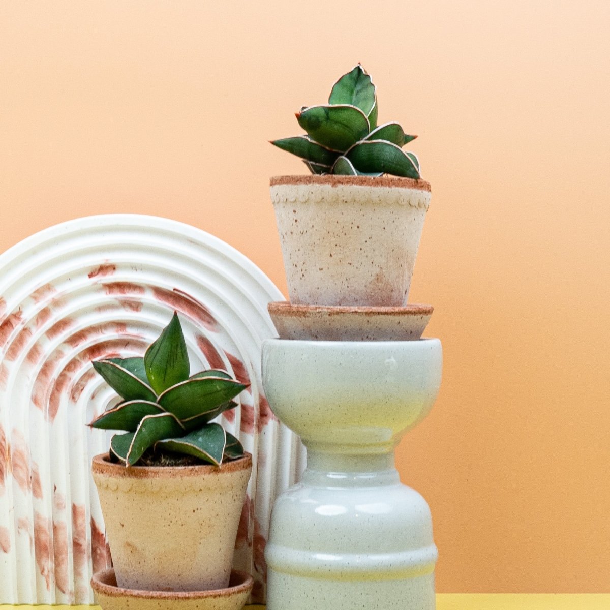 Sansevieria Samurai auf dem Schreibtisch