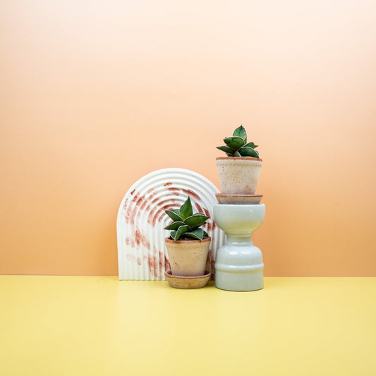 Sansevieria Samurai, rötliche Blattränder – potflourri