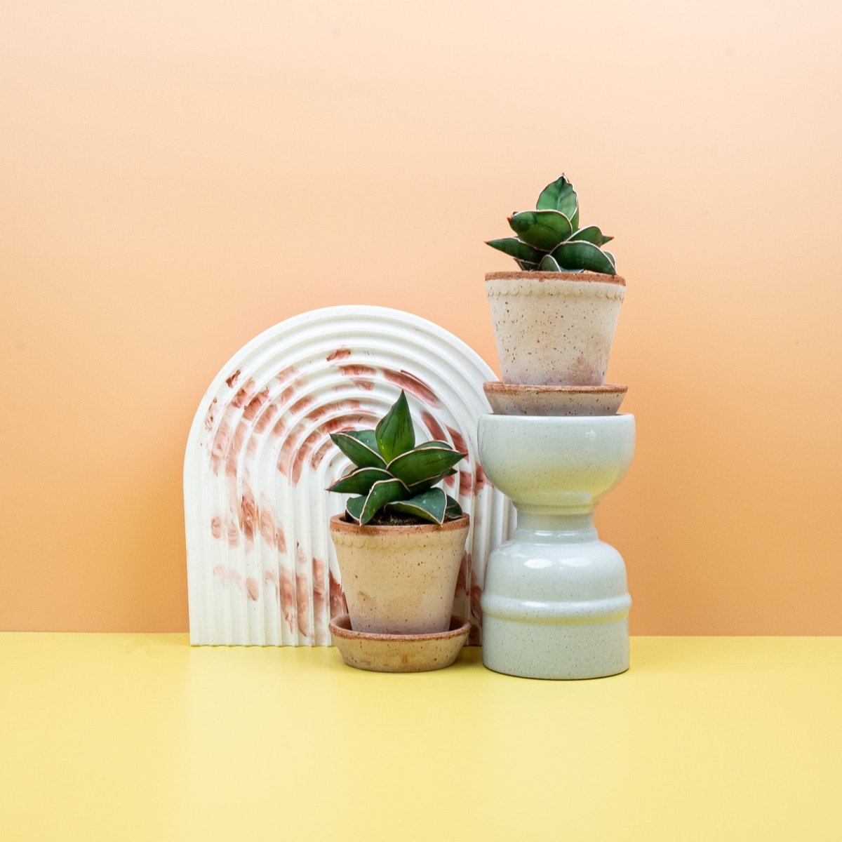 Sansevieria Samurai in sattem Grün
