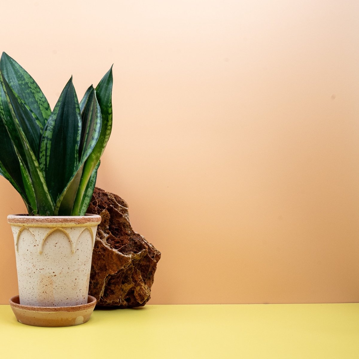 Sansevieria Silver Flame, aufrechter Wuchs