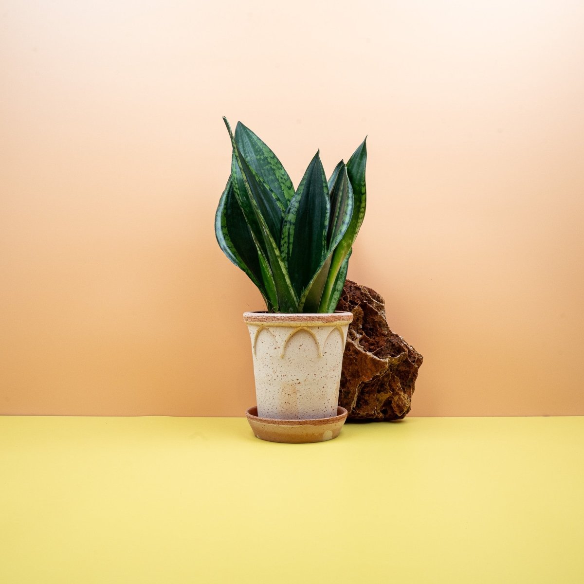 Sansevieria Silver Flame, silbrig-grüne Blätter – potflourri