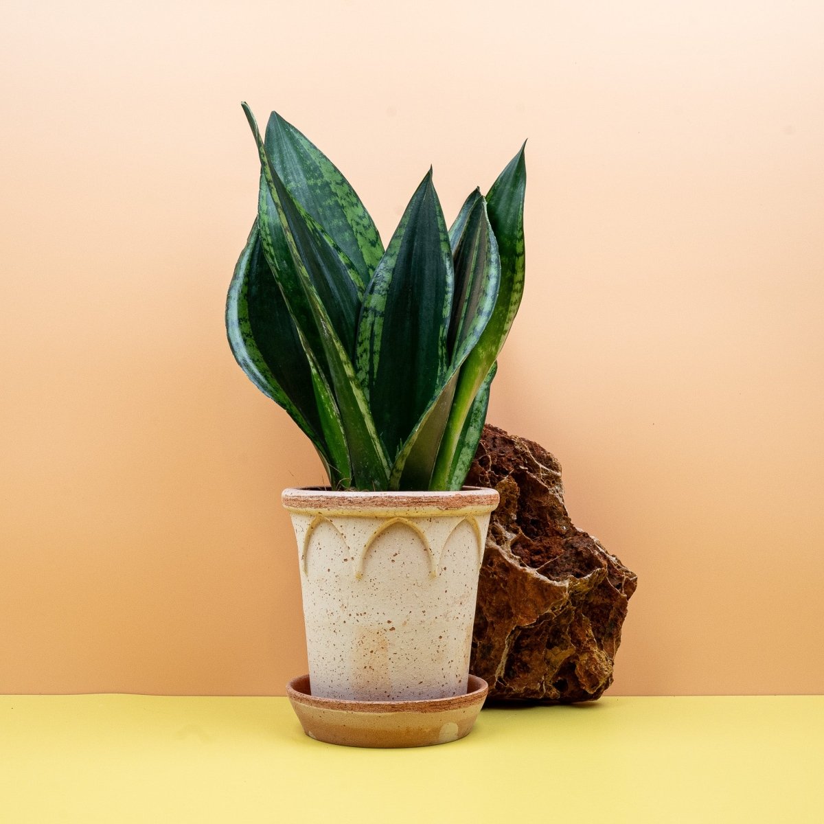 Sansevieria Silver Flame als Solitär auf Sideboard