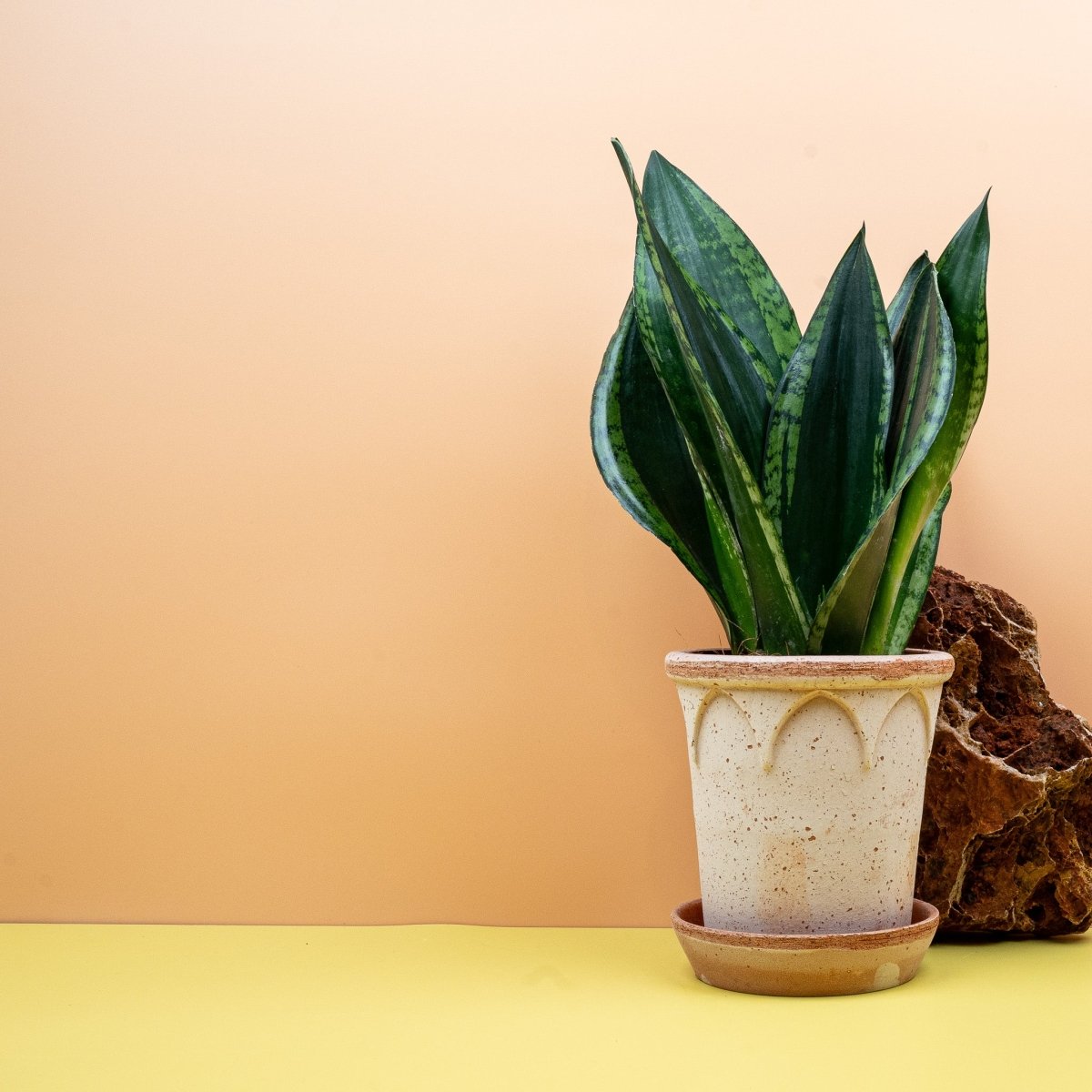 Sansevieria Silver Flame, architektonische Blattform