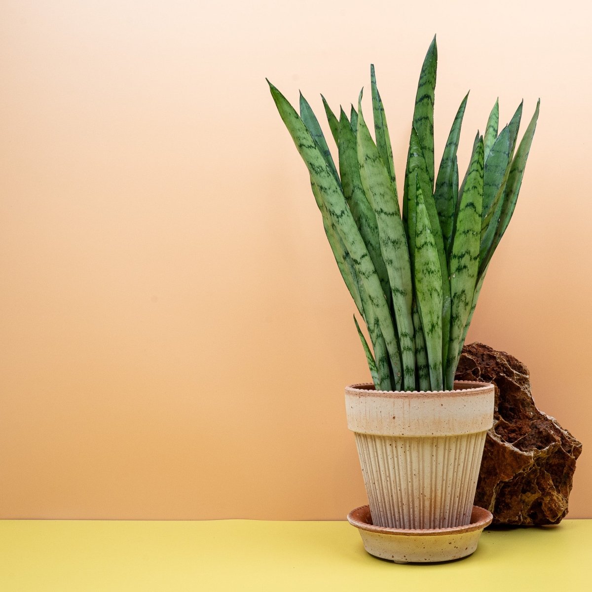 Sansevieria Silver Princess (Dracaena trifasciata), Zimmerpflanze im Topf
