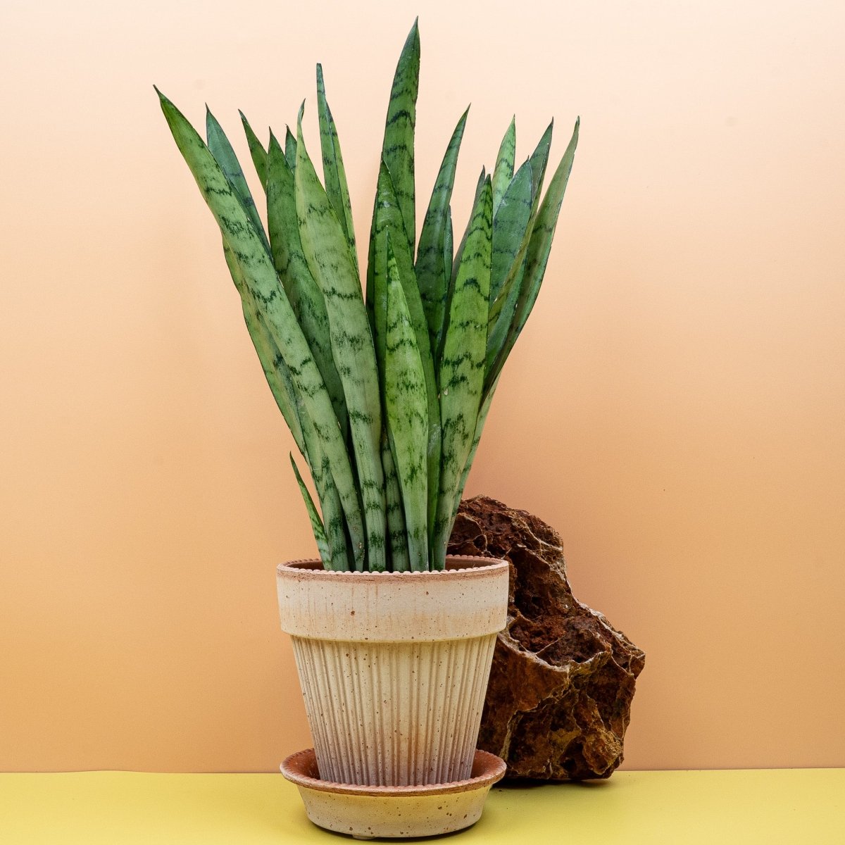 Sansevieria Silver Princess, aufrechte schwertförmige Blätter mit dunkelgrünem Rand
