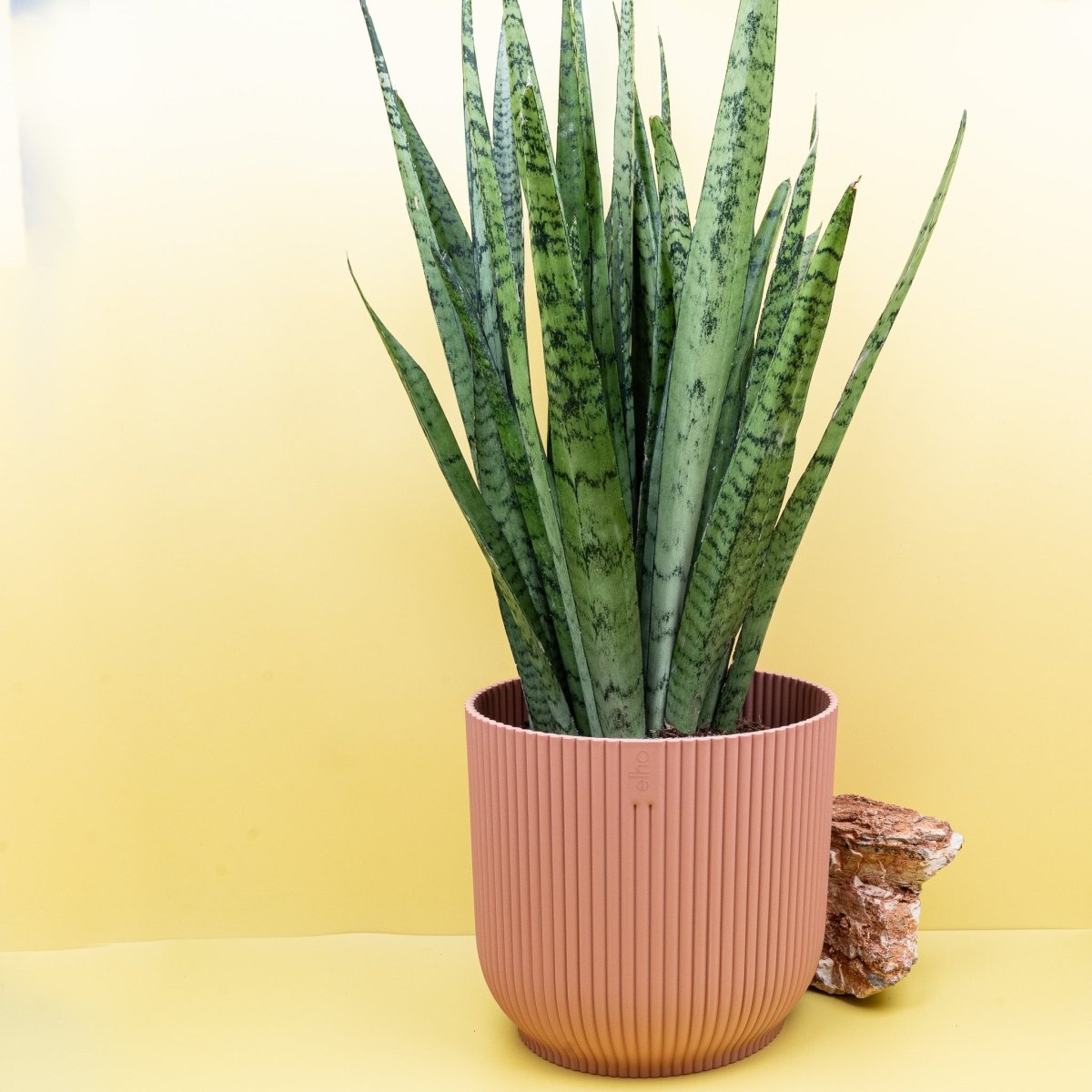 Sansevieria Silver Princess, silbergraue Blätter – potflourri