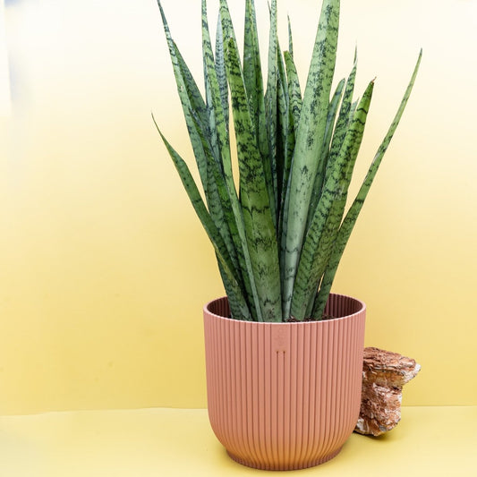 Sansevieria Silver Princess, silbergraue Blätter – potflourri