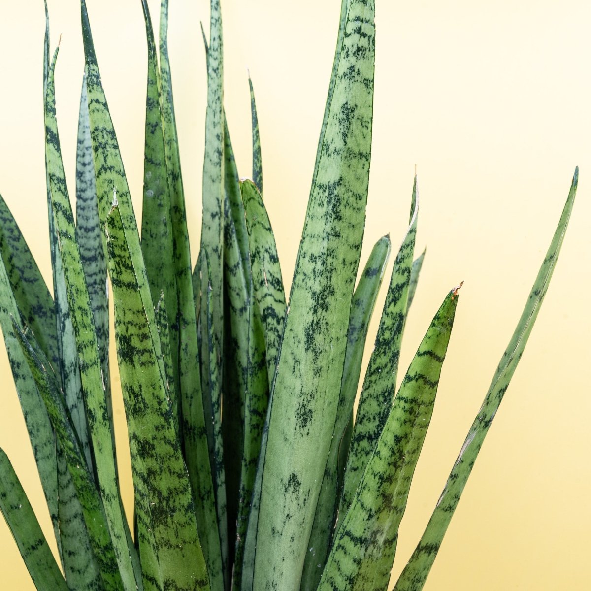 Sansevieria Silver Princess, robuste Zimmerpflanze