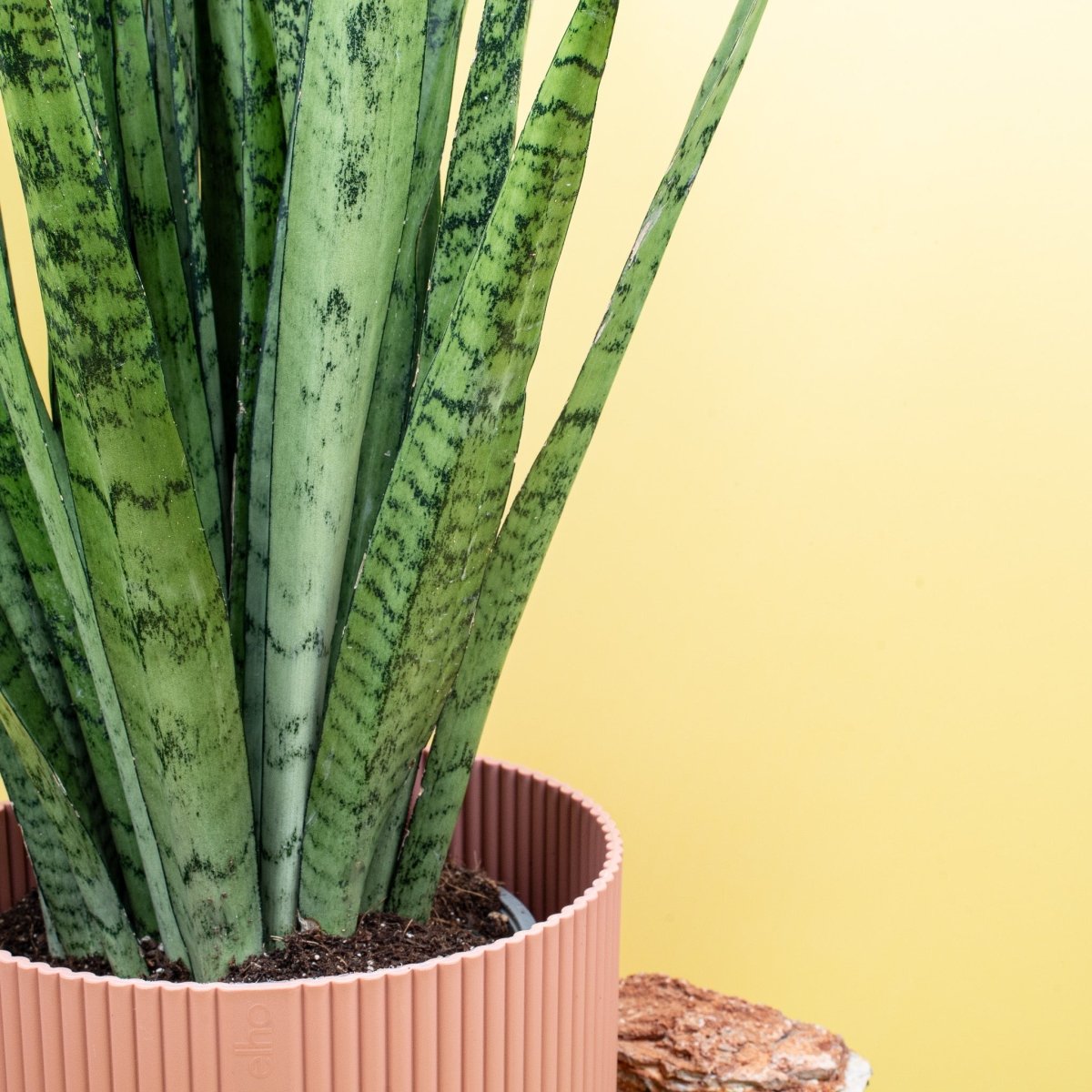 Sansevieria Silver Princess, kontrastreiche Blattfärbung