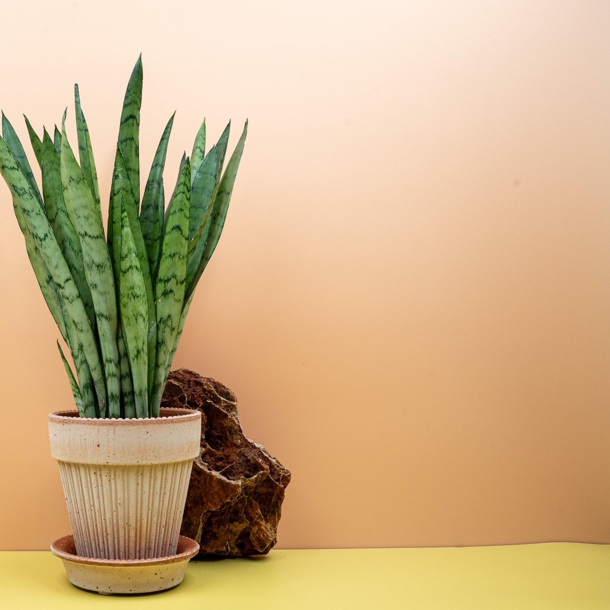 Sansevieria Silver Princess, Bogenhanf mit silbrig grauen Blättern – potflourri