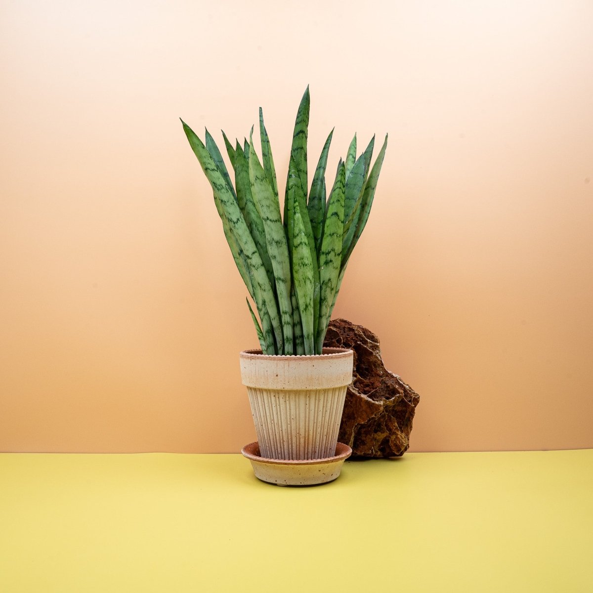 Sansevieria Silver Princess, Gesamtansicht der Pflanze