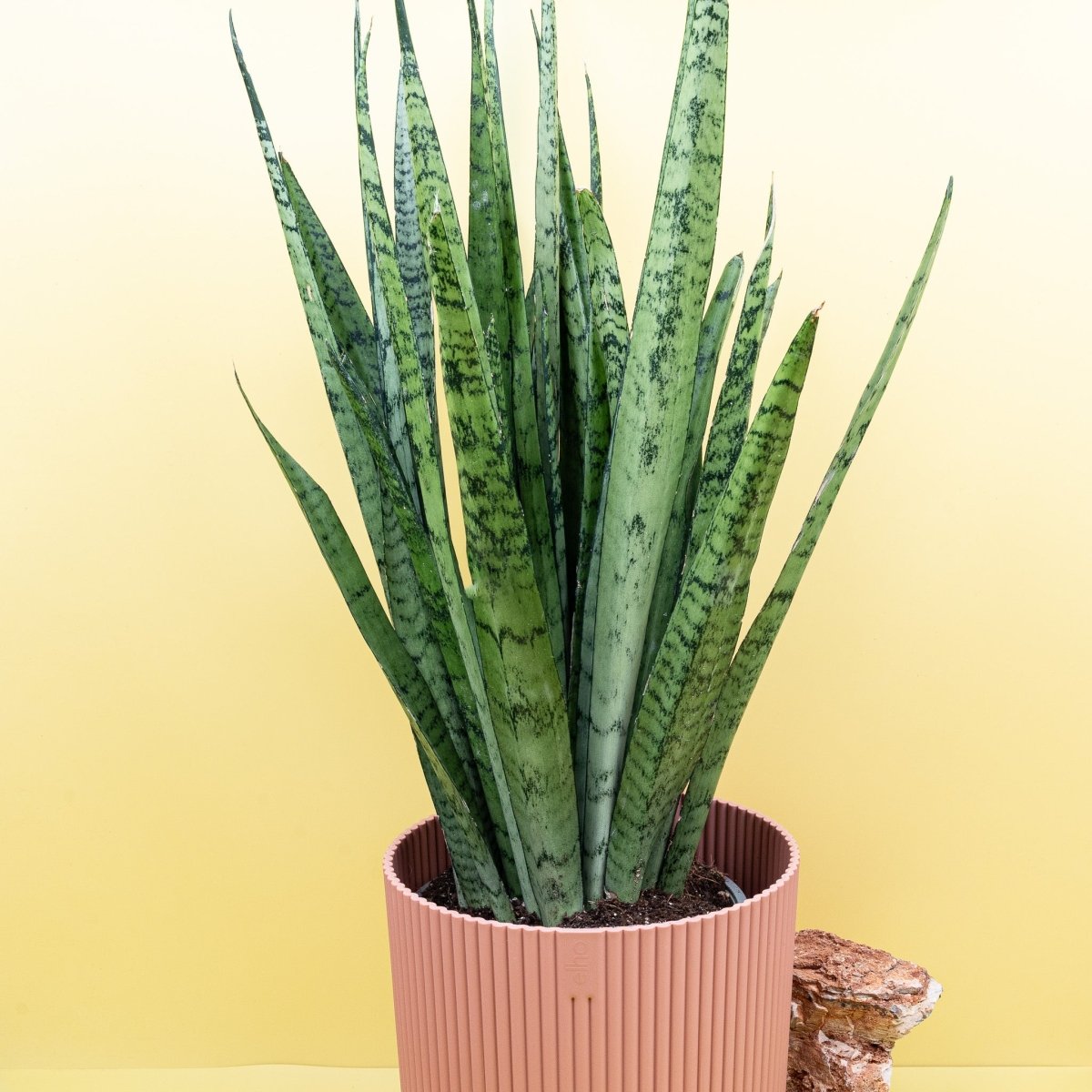 Sansevieria Silver Princess, aufrechte Wuchsform im Detail